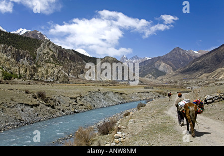 Mensch und Pferd auf dem Weg zum Dorf Manang. Auf der linken Seite den Marsyangdi River. Annapurna Circuit Trek. Nepal Stockfoto