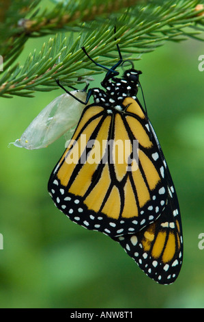 Monarchfalter Danaus Plexippus entsprang Erwachsenen frisch Chrysallis Ontario Stockfoto