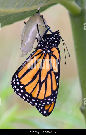 Monarchfalter Danaus Plexippus entsprang Erwachsenen frisch Chrysallis Ontario Stockfoto