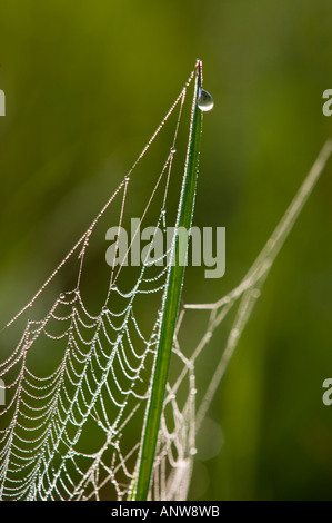 Orb Weaver Spinnennetz mit Morgentau Ontario Stockfoto