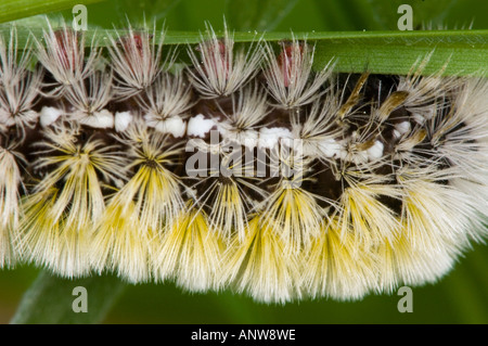 Virginia Ctenucha Caterpillar Ctenucha virginica Körper Detail Übersicht schützende Haare und falschen Füße grössere Sudbury, Ontario Stockfoto
