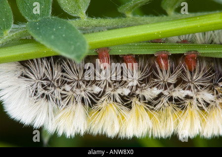 Virginia Ctenucha Caterpillar Ctenucha virginica Körper Detail Übersicht schützende Haare und falschen Füße grössere Sudbury, Ontario Stockfoto