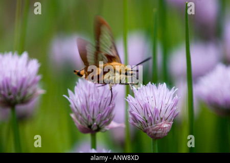 Clearwing Kolibri Motte (Hemaris Thysbe) Nectaring am Schnittlauch Blumen Ontario Stockfoto