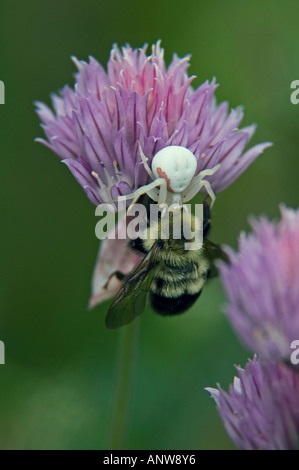 Goldenrod Crab Spider Misumenta Vatia Fütterung auf erfasste Hummel Ontario Stockfoto