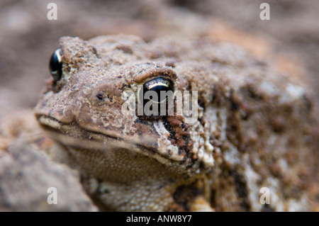 Amerikanische Kröte (Bufo americanus) Erwachsene Porträt, Ontario Stockfoto