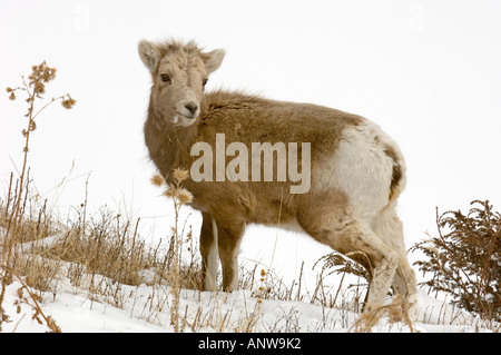 Bighorn sheep Ovis canadensis Lämmer weiden am Straßenrand Gräser Lake Minnewanka Straße Banff National Park, Alberta, Kanada Stockfoto