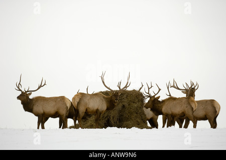 Elk Cervus elaphus Häuslich Stiere, Hirsche Fütterung mit Heu in verschneite Weide Spiegel, Alberta, Kanada Stockfoto