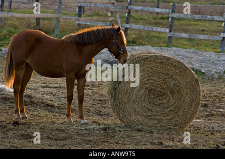 Pferd und Heu Rollen im Stallbereich Worthington Ontario Stockfoto