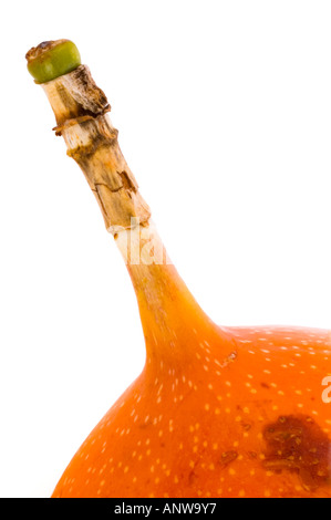 Granadilla Passiflora Ligularis Stockfoto