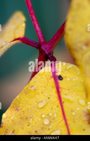 Verbreitung Definitionen Apocynun Androsaemifolium Samenkapseln mit Regen fällt im Spätsommer, größere Sudbury, Ontario Stockfoto