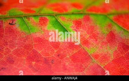 Rot-Ahorn Acer Rubrum Detail Herbst Blatt mit verschwindenden Chlorophyll rote Pigmente und Venen größer Sudbury, Ontario Stockfoto