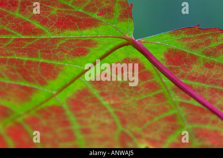 Rot-Ahorn Acer Rubrum Detail Herbst Blatt mit verschwindenden Chlorophyll rote Pigmente und Venen größer Sudbury, Ontario Stockfoto