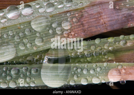 Regentropfen auf Sumpf Gräser Nahaufnahmen, größere Sudbury Ontario Stockfoto