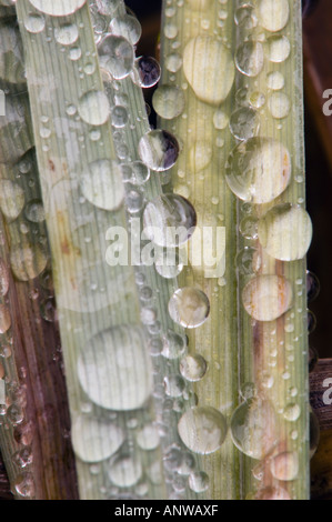 Regentropfen auf Sumpf Gräser Nahaufnahmen, größere Sudbury Ontario Stockfoto