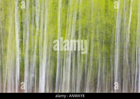 Aspen Grove im Frühjahr Felchen First Nation Ontario Stockfoto