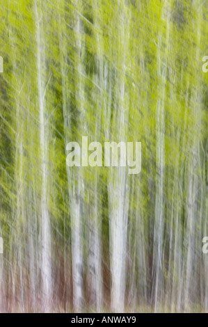 Aspen Grove im Frühjahr Felchen First Nation Ontario Stockfoto