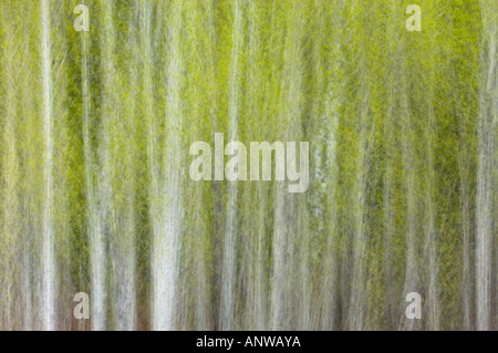 Aspen Grove im Frühjahr Felchen First Nation Ontario Stockfoto