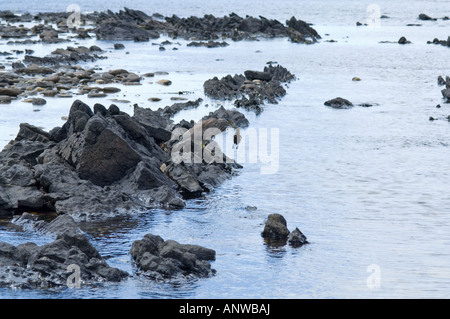 Schwarz-gekrönter Nachtreiher (Nycticorax Nycticorax Falklandicus) unreif Essen gesprenkelten Teal Anes Flavirostis Entlein Karkasse Stockfoto