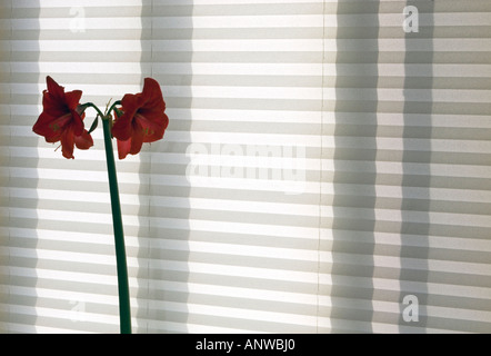 Amaryllis Hippeastrum Blütenstand und Fensterfarbton, größere Sudbury, Ontario Stockfoto