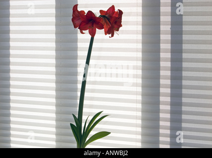 Amaryllis Hippeastrum Blütenstand und Fensterfarbton, größere Sudbury, Ontario Stockfoto