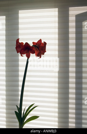 Amaryllis Hippeastrum Blütenstand und Fensterfarbton, größere Sudbury, Ontario Stockfoto