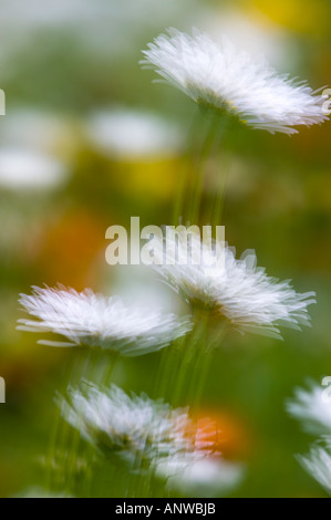 Frühling Wildblumen Mehrfachbelichtung, größere Sudbury, Ontario Stockfoto