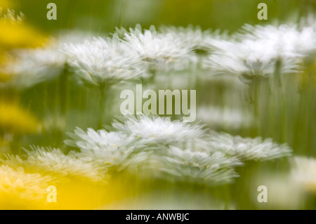 Frühling Wildblumen Mehrfachbelichtung, größere Sudbury, Ontario Stockfoto