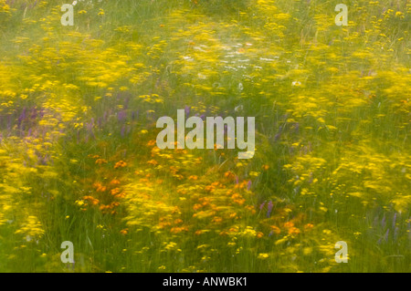 Frühling Wildblumen Mehrfachbelichtung, größere Sudbury, Ontario Stockfoto