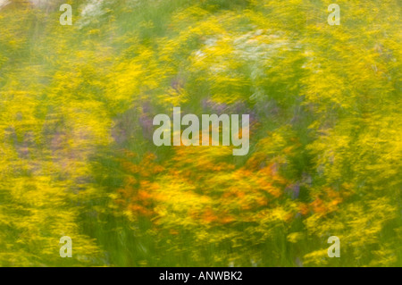 Frühling Wildblumen Mehrfachbelichtung, größere Sudbury, Ontario Stockfoto