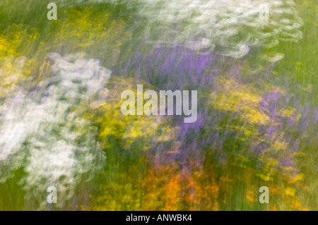 Frühling Wildblumen Mehrfachbelichtung, größere Sudbury, Ontario Stockfoto