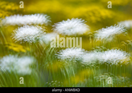 Frühling Wildblumen Mehrfachbelichtung, größere Sudbury, Ontario Stockfoto