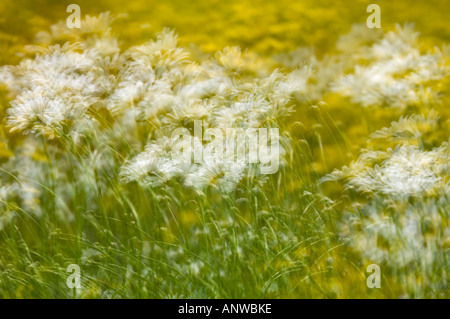 Frühling Wildblumen Mehrfachbelichtung, größere Sudbury, Ontario Stockfoto