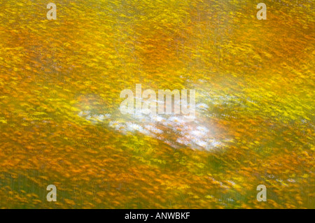 Frühling Wildblumen Mehrfachbelichtung, größere Sudbury, Ontario Stockfoto