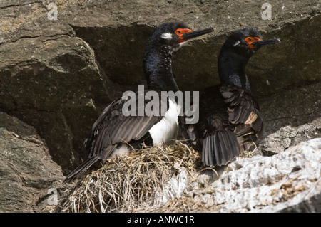 Rock Shag (Phalacrocorax Magellanicus) paar am Nest auf der Felsklippe Saunders Island West Falkland Süd-Atlantik Stockfoto