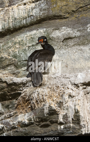 Imperial Shag (Phalacrocorax Atriceps Albiventer) Erwachsene Gefieder mit weißen Wange Patches Zucht sitzt am Nest Falkland Stockfoto