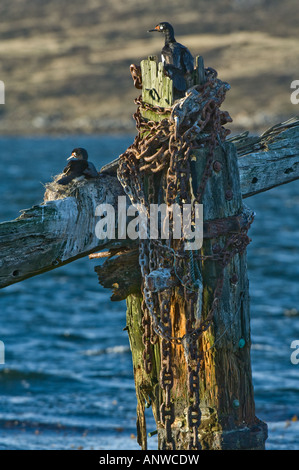 Fels Kormoran (Phalacrocorax Magellanicus) nisten Pair Stanley Harbour East Falkland Südpazifik Dezemberabend Stockfoto