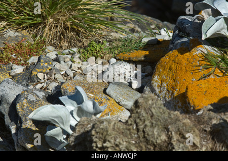 Schwärzlich Austernfischer (Haematopus Ater) Nest mit einem Ei Karkasse Island West Falkland Südatlantik Dezember Stockfoto