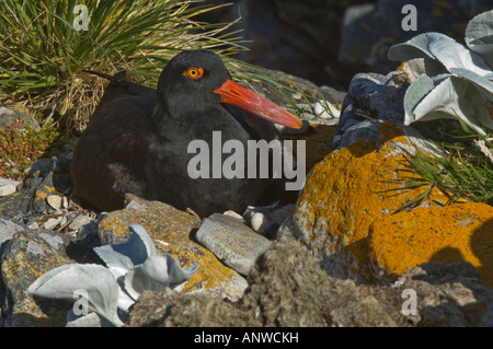 Schwärzlich Austernfischer (Haematopus Ater) Erwachsenen sitzt auf dem Nest Karkasse Island West Falkland Südatlantik Dezember Stockfoto