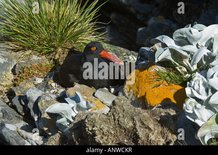 Schwärzlich Austernfischer (Haematopus Ater) Erwachsenen sitzt auf dem Nest Karkasse Island West Falkland Südatlantik Dezember Stockfoto