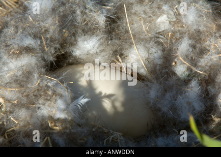 Seetang Gans (Chloephaga Hybrida) Nest mit einem Ei und unten Karkasse Island West Falkland Südatlantik Dezember Stockfoto