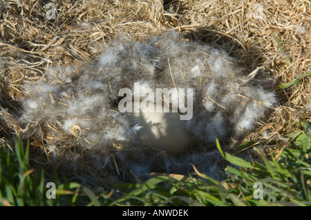 Seetang Gans (Chloephaga Hybrida) Nest mit einem Ei und unten Karkasse Island West Falkland Südatlantik Dezember Stockfoto