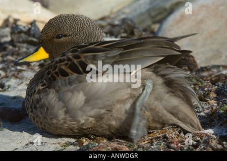 Gesprenkelte Krickente (Anas Flavirostris) sitzt auf den Felsen Karkasse Island West Falkland Südatlantik Dezember Stockfoto