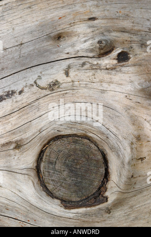 Alter Baum anmelden zeigt Holz Knoten und split Nut Textur Stockfoto