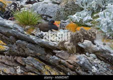 Schwärzlich Austernfischer (Haematopus Ater) Erwachsenen sitzen auf dem Nest Karkasse Island West Falkland Südatlantik Dezember Stockfoto