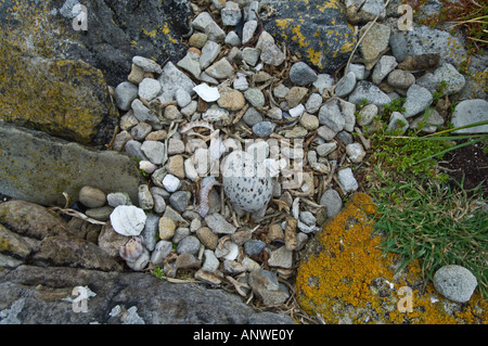 Schwärzlich Austernfischer (Haematopus Ater) Nest mit einem Ei Karkasse Island West Falkland Südatlantik Dezember Stockfoto