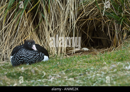 Seetang Gans (Chloephaga Hybrida) weiblichen sitzen in der Nähe des Nestes bauen unter Tussac Rasen Poa Flabellat Karkasse Insel Falkland Stockfoto