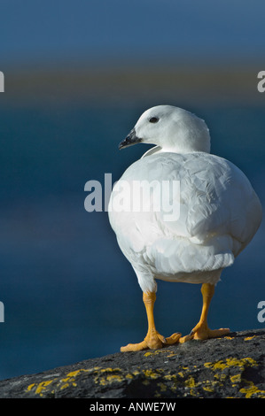 Seetang Gans (Chloephaga Hybrida) erwachsenen männlichen stehen auf dem Felsen am frühen Morgen Saunders Island West Falkland Süd-Atlantik Stockfoto