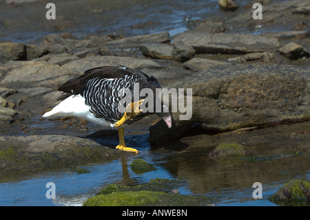 Seetang Gans (Chloephaga Hybrida) Erwachsenfrau frisches Trinkwasser aus dem Hochland Stream Saunders Island West Falkland Atlantic Stockfoto