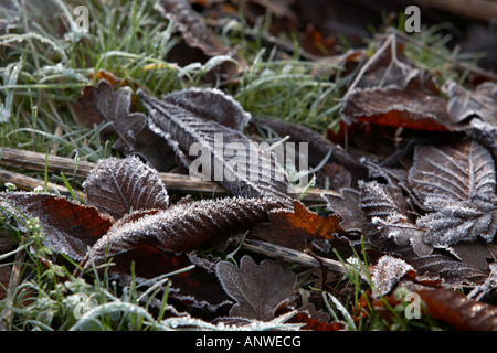 Raureif bedeckt Laub Laub Ulme und Eiche liegen auf dem Rasen Stockfoto