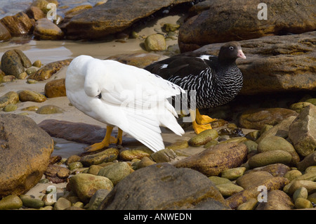 Seetang Gans (Chloephaga Hybrida) Erwachsenen paar ruhend männlichen Gefiederpflege West Point Island West Falkland Südatlantik Dezember Stockfoto